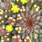 Euphorbia flanaganii Virág