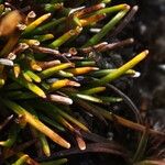 Zameioscirpus muticus Leaf