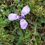 Herbertia lahue Lorea