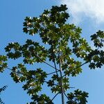 Cecropia peltata Levél