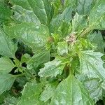 Chenopodium murale List