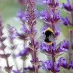 Salvia nemorosa Otro