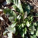 Erigeron annuus Φύλλο