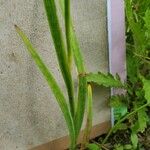 Juncus ensifolius Folha