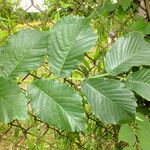 Ulmus davidiana Leaf