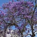 Jacaranda mimosifolia Fleur