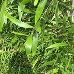 Acacia auriculiformis Leaf