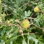 Quercus cerris Blad