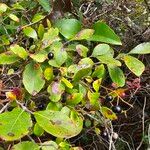 Vaccinium arboreum Leaf