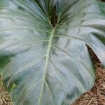 Philodendron giganteum ഇല