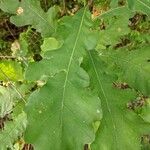 Quercus macrocarpa Blatt