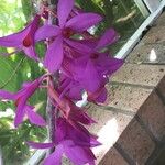 Dendrobium glomeratum Kvet
