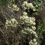 Asparagus umbellatus Other