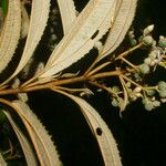 Miconia xalapensis Blad