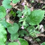 Pulmonaria officinalisFlower