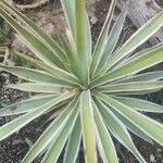 Agave vivipara Deilen