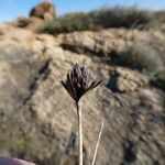 Schoenus nigricans Frucht