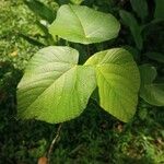 Macaranga indica Hoja