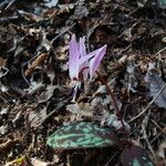 Erythronium dens-canis 花