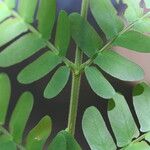 Osodendron altissimum Leaf