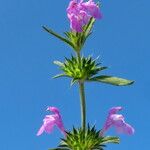 Galeopsis angustifolia Fiore