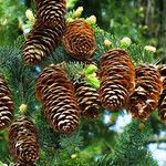 Picea abies Плод