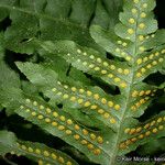 Polypodium californicum Hábito