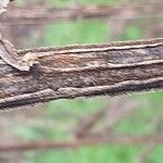 Verbesina alternifolia Bark