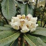 Rhododendron sinogrande Flor