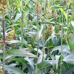 Sorghum bicolorFolla