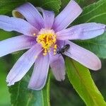 Grewia occidentalis Flower