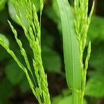 Poa trivialis Leaf