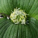 Massonia depressa Flor