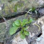 Mazus pumilus Leaf