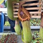Nepenthes truncata Folha