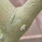 Toddalia asiatica 树皮