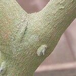 Zanthoxylum asiaticum बार्क (छाल)