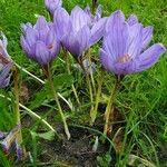 Crocus speciosus Habitus