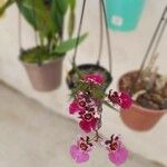 Tolumnia variegata Квітка