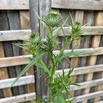 Cirsium ferox Листок