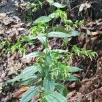Ixanthus viscosus Hoja