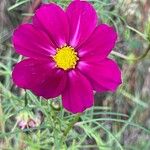 Cosmos bipinnatus Fula