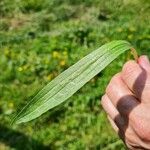 Plantago lanceolataLeaf