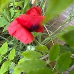 Papaver somniferumFlower