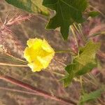 Momordica balsamina Blomst