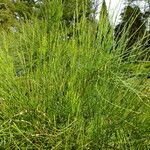 Ephedra foeminea Folha