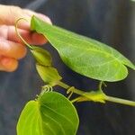 Passiflora ligularis Leaf