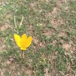 Zephyranthes citrina Çiçek