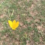 Zephyranthes citrina Bloem