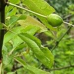 Prunus domestica ഫലം